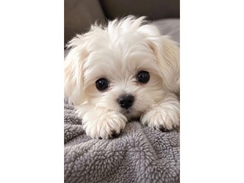 Maltese terrier xs sıfır no pamuk gibi yavrularım