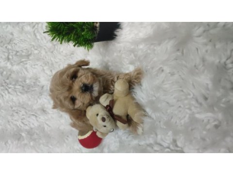 Veteriner kontrolünden garantili maltipoo bebekler