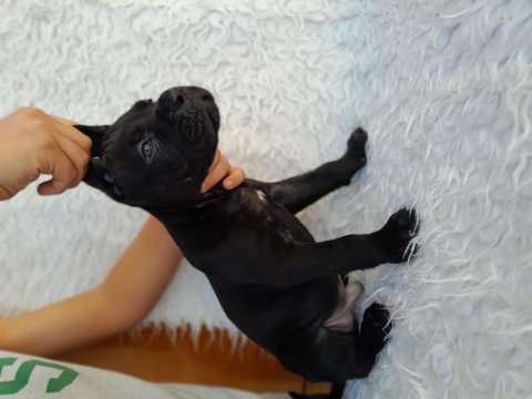 A scr kıf fcı belgeli cane corso yavrular