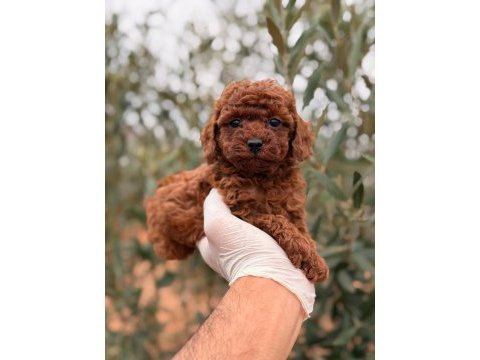 Kore dark brown poodle dişi gerçek kalite isteyene