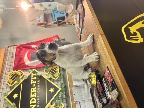 4.5 aylık jack russell lucy kızım için yuva arıyoruz