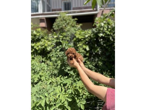 Kore kan aşılı poodle bebekler