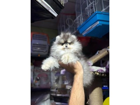 Pomeranian boo bebekler