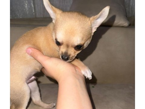 2 aylık chihuahua erkek yavrusu