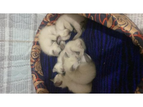 Tapınak bekçisi siyam kedisi bebekler