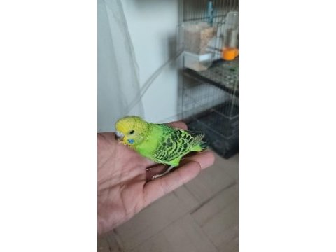 Muhabbet kuşu yavrusu