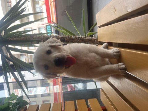Golden retriever tuvalet eğitimi otur eğitimi vardır
