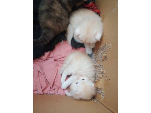 1 dişi ve 2 erkek exotic shorthair yavrularım