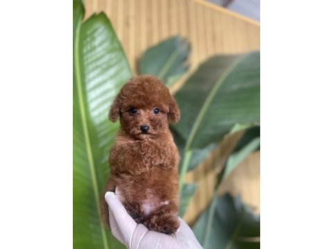Referans yavru köpeğimiz
