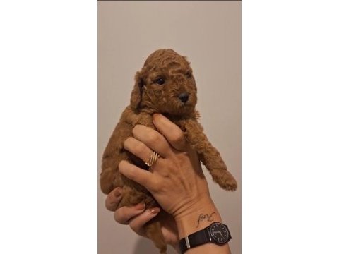 Birbirinden güzel toy poodle bebeklerimiz