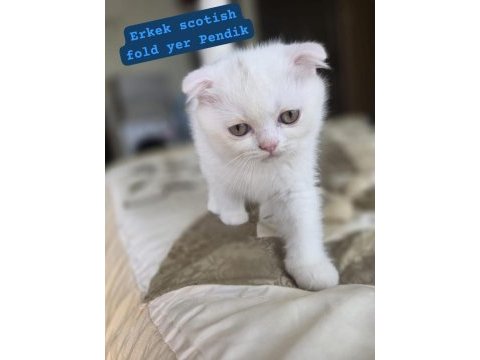 2 buçuk aylık tosun scottish fold oğluşlar