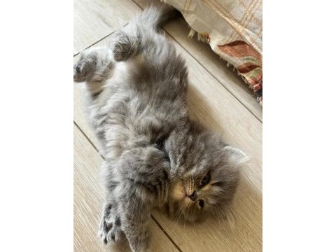 Bu minnak arkadaşınız olabilir british shorthair