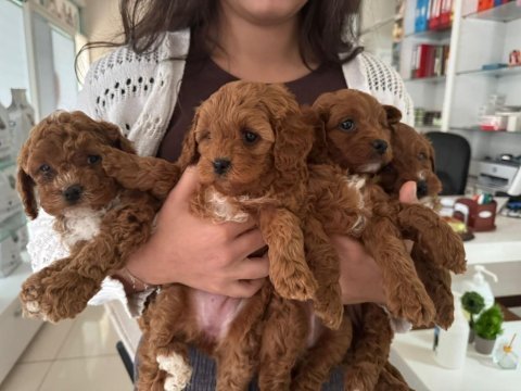 Tuvalet eğitimli aşılı maltipoo yavrularımız