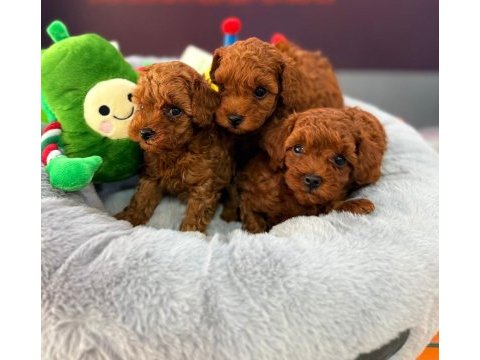 Teddy kore poodle yavruları
