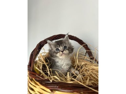 Safkan full şecereli maine coon bebekler