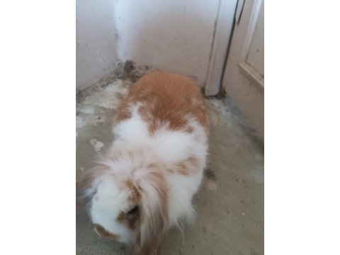 Yavru hollanda lop tavşanı evcil