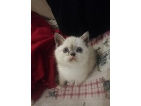 British silver bluepoint yavru british shorthair