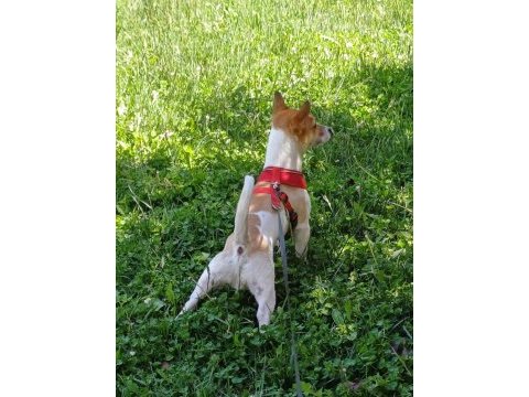 10 aylık jack russell yavrumuz