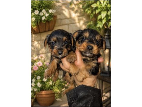 Sevimli yorkie yavrumuz mutluluk getirmeye hazır!