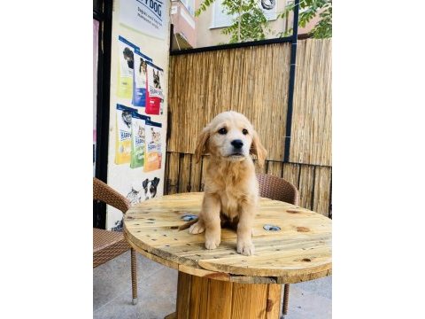 Orjinal kızıl küt burun golden retriever