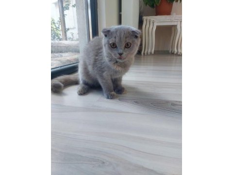 Kehribar gözlü scottish fold kediciklerim