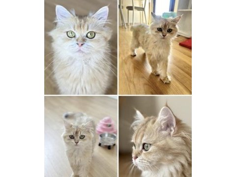 Safkan pedigreli british longhair