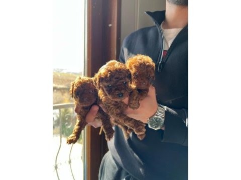 Kore red brown toy poodle yavruları