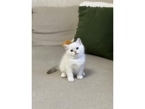 Hemen teslim safkan silver point british shorthair 