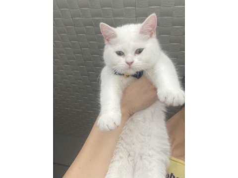 4 aylık aşırı sevecen erkek british shorthair yavru