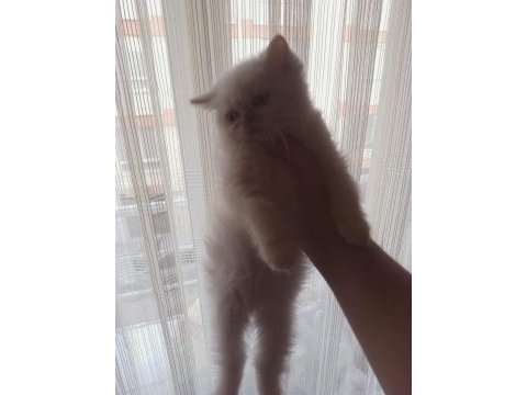 Safkan beyaz mavi gözlü iran kedisi