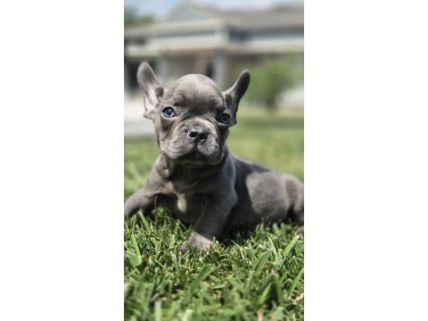 Blue eyes french bulldog yavruları 