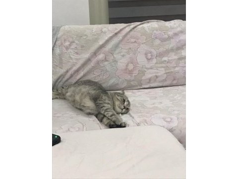 Scottish fold 2 yaşında