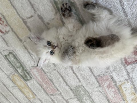 Yakışıklı british longhair oğlumuz
