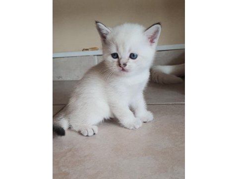 British shorthair beyaz pamuk gibi yavrular