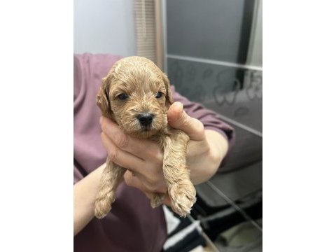 2 erkek 1 dişi poodle