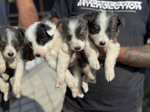 Show kalite border collie rezerveye açık