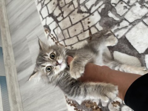 British longhair persian 1,5 aylık oyun hastası yavru