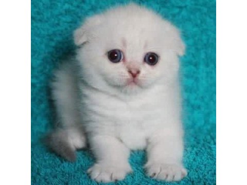 Ev mitosu ve kucak delisi sevimli scottish fold yavrusu