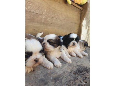 Shih tzu köpekler