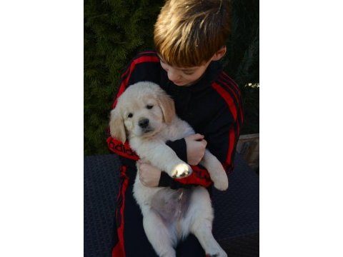 Golden retriever adrese teslim hizmetimiz vardır
