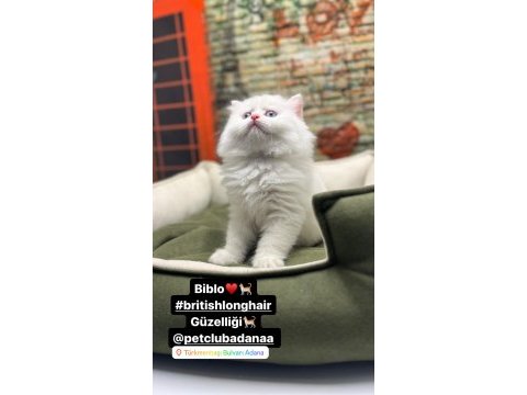 British longhair güzelliği @petclubadanaa