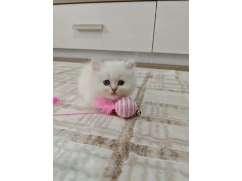 British longhair silver pointler