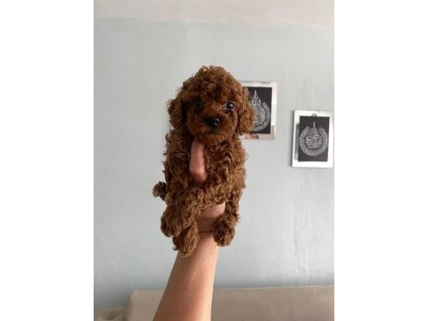 Poodle yavrularım ailelerini bekliyor