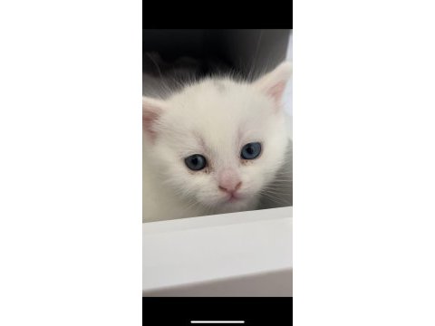 Beyaz british shorthair detaylar verilebilir