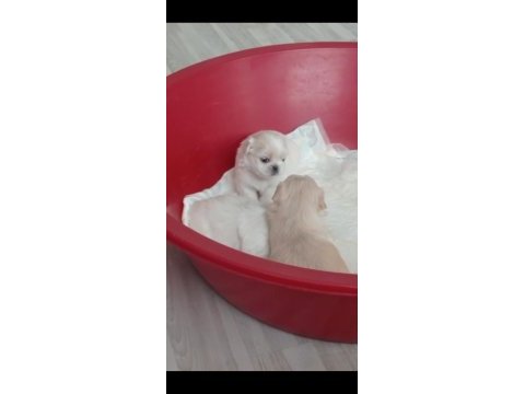 Imperyal pekinez köpeği