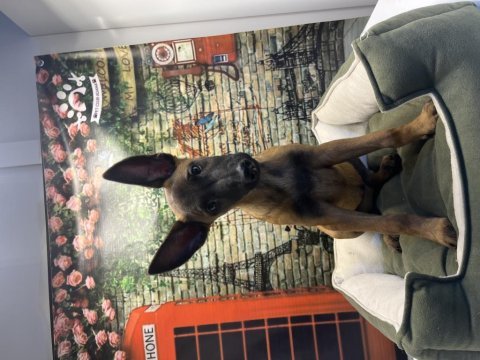 Belçika kurdu dişi yavrumuz @petclubadanaa