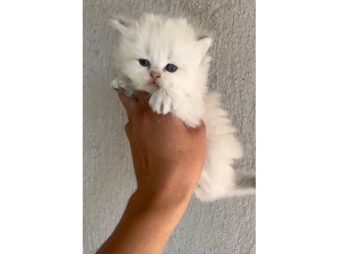 British shorthair yavrular