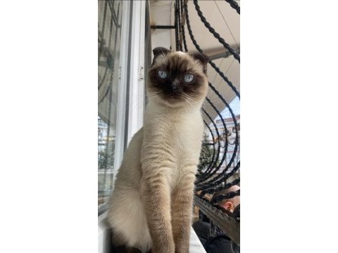 Ufak cins köpekle değerinde takas kedimiz
