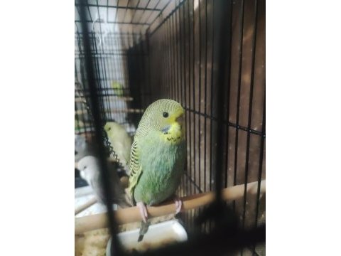 Maşallah show jumbo muhabbet kuşu damızlık ve yavrular