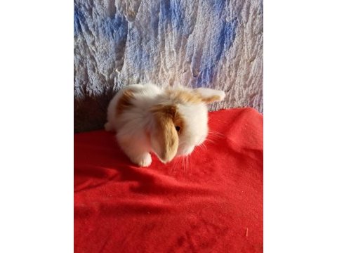 Teddy lop tavşan yavrular mavi göz